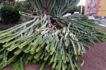 El viento tira árboles, crístaleras y contenedores en puntos del municipio (Foto TA)